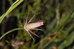 Bartram's rose gentian